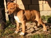 Amerikai staffordshire terrier Amerikai staffordshire terrier